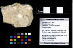 Foto (Objekt + Etiketten) von Mundopsidae indet. (NHMW-GEO-1990-0041-0365)